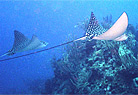 St. Thomas Diving Club