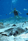 VI Snuba Excursions