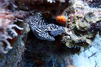 Red Hook Dive Center