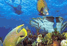Morningstar Charters
