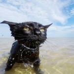 seacat
