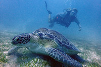 Coki Dive Center Coki Dive Center
