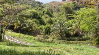 The "Rain Forest", St. Croix