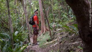 Caneel Hill Trail, St. John