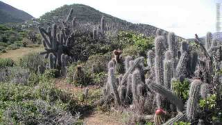 Drunk Bay Trail, St. John