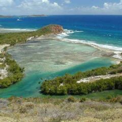 Mangrove Lagoon Marine Reserve, St. Thomas