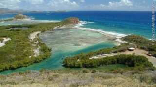 Mangrove Lagoon Marine Reserve, St. Thomas