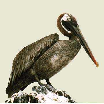 Brown Pelican