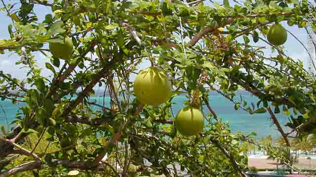 Calabash Tree