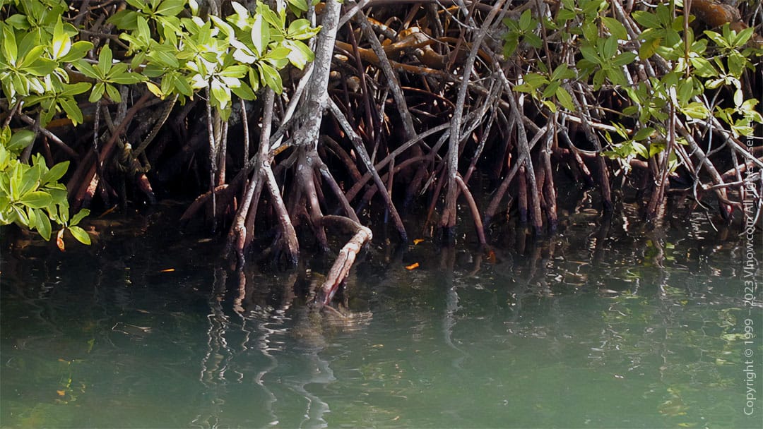 Virgin Islands - Mangroves