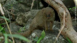 Mongoose