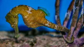 Seahorse