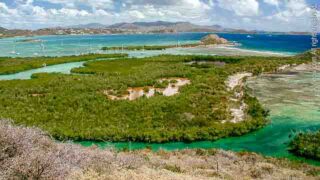Mangrove Lagoon Marine Reserve, St. Thomas