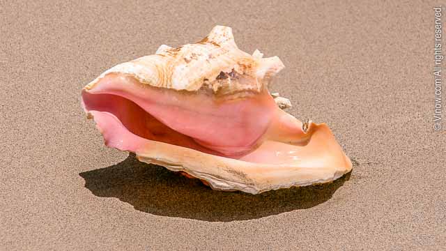 Conch