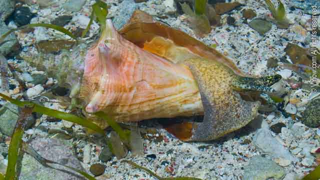 Queen Conch