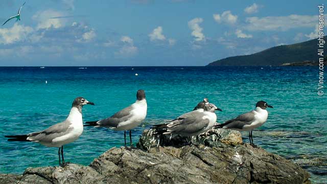 The Sea Gull is also known as the laughing gull because of its clear ‘ha, ha, ha’ call.