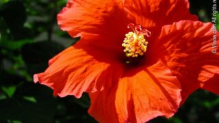 Hibiscus Flower