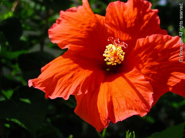 Hibiscus