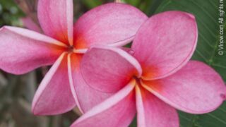 Frangipani