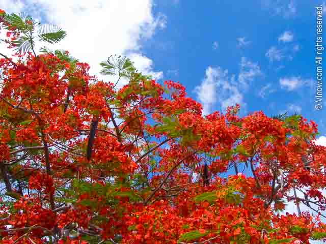 Flamboyant Flowers