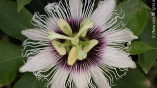 Passion Fruit Flower