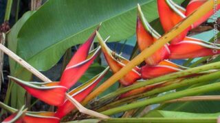 Heliconia