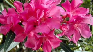 Oleander