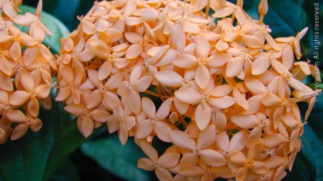 Virgin Islands Flower