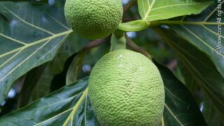 Breadfruit