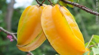 Carambola