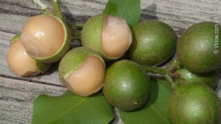 Genip