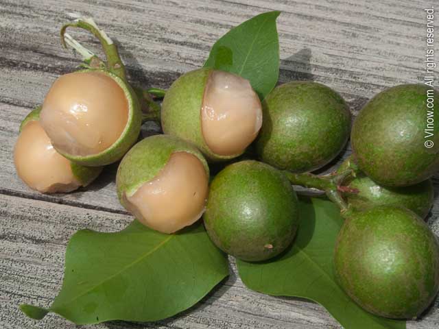 Genip