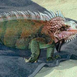 Iguana on Towel