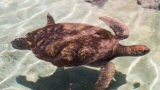 Sea Turtle