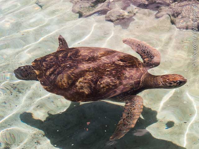 Sea Turtle