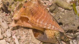 Conch