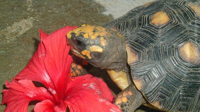 Red Footed Tortoise