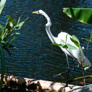 Heron