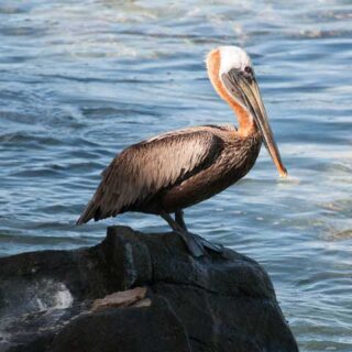 Pelicans