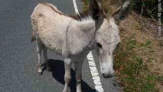 St. John Donkey