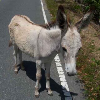 St. John Donkey