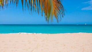 Palm Tree Beach Wallpaper