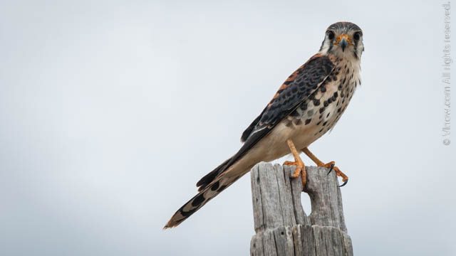 Virgin Islands Hawk