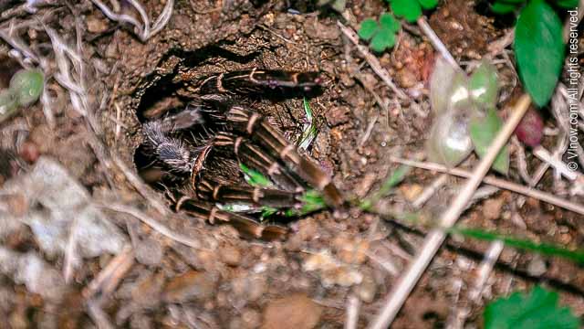 Tarantula