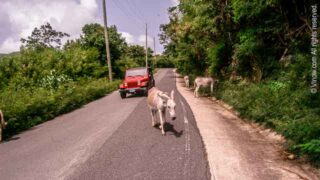 Driving with Donkeys