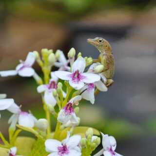 Lizard on Flower