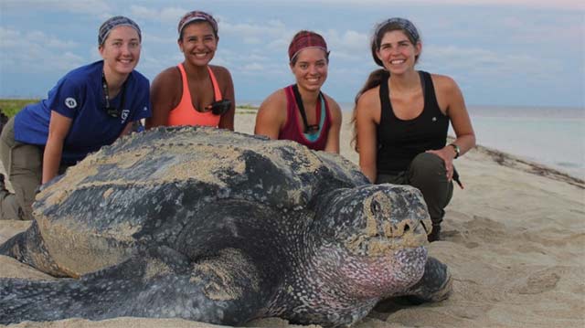 Sea Turtle Census Initiative