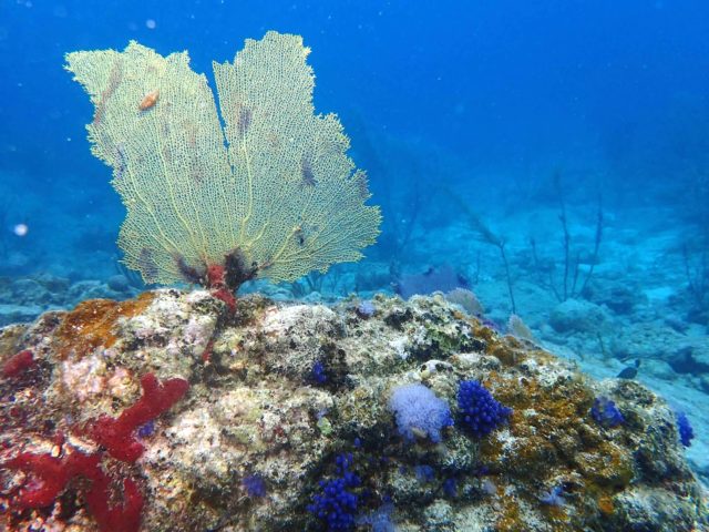 Denis Bay - Perkins Cay Underwater