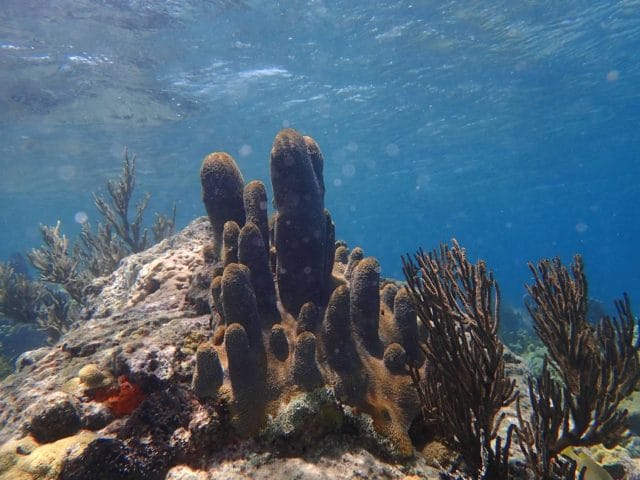 Great Lameshur Coral