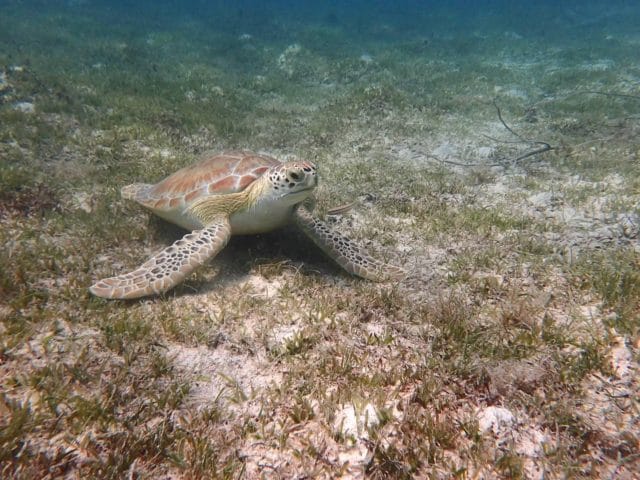 Solomon Bay Turtle